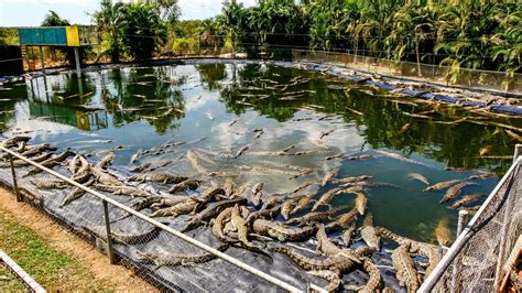 elevage crocodile hermes|Hermès : La plus grande ferme d’élevage de crocodiles .